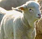 Přikrývky přírodní Eco ovčí vlna prošívané české výroby