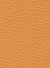 Corium